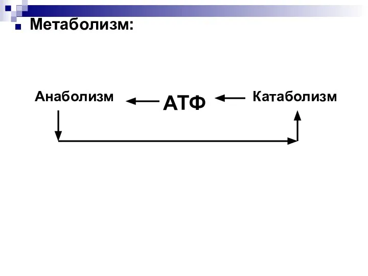 Метаболизм: Анаболизм Катаболизм АТФ