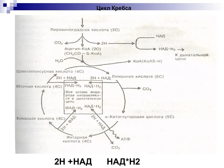 Цикл Кребса 2Н +НАД НАД*Н2