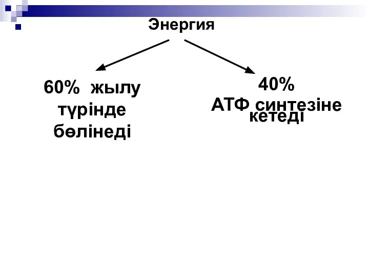 Энергия 60% жылу түрінде бөлінеді 40% АТФ синтезіне кетеді