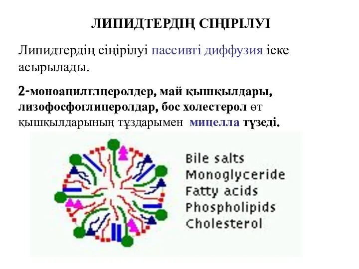 ЛИПИДТЕРДІҢ СІҢІРІЛУІ 2-моноацилглцеролдер, май қышқылдары, лизофосфоглицеролдар, бос холестерол өт қышқылдарының тұздарымен