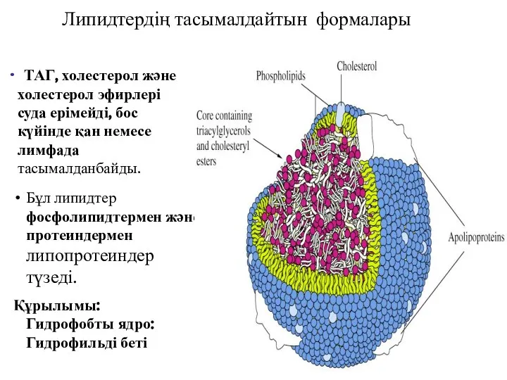 Бұл липидтер фосфолипидтермен және протеиндермен липопротеиндер түзеді. Құрылымы: Гидрофобты ядро: Гидрофильді