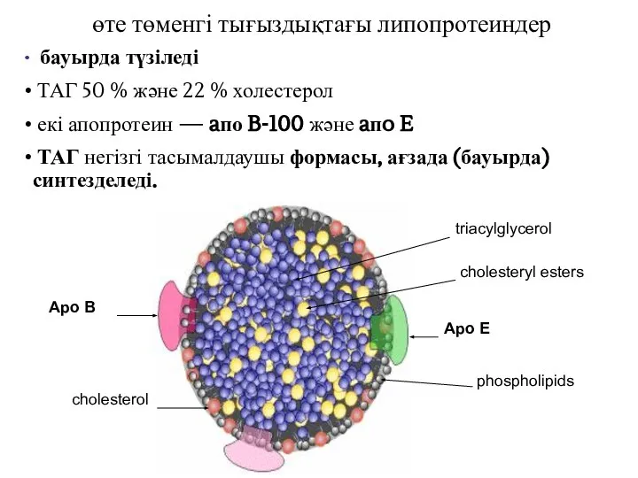 өте төменгі тығыздықтағы липопротеиндер бауырда түзіледі ТАГ 50 % және 22