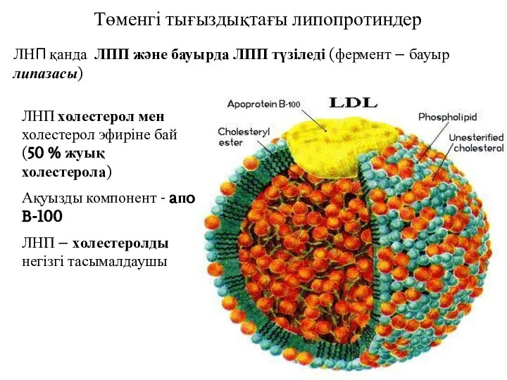 Төменгі тығыздықтағы липопротиндер ЛНП қанда ЛПП және бауырда ЛПП түзіледі (фермент