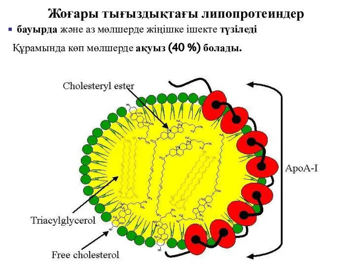 Жоғары тығыздықтағы липопротеиндер бауырда және аз мөлшерде жіңішке ішекте түзіледі Құрамында