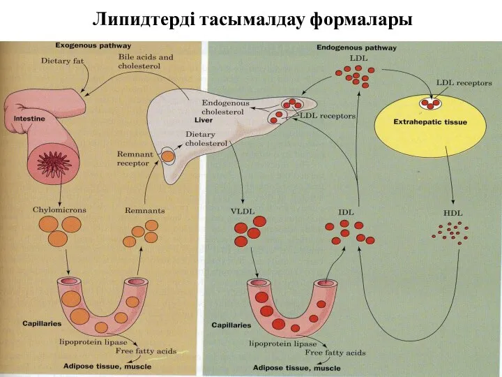 Липидтерді тасымалдау формалары