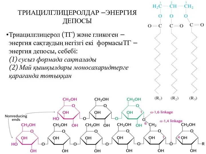 ТРИАЦИЛГЛИЦЕРОЛДАР –ЭНЕРГИЯ ДЕПОСЫ Триацилглицерол (ТГ) және гликоген – энергия сақтаудың негізгі