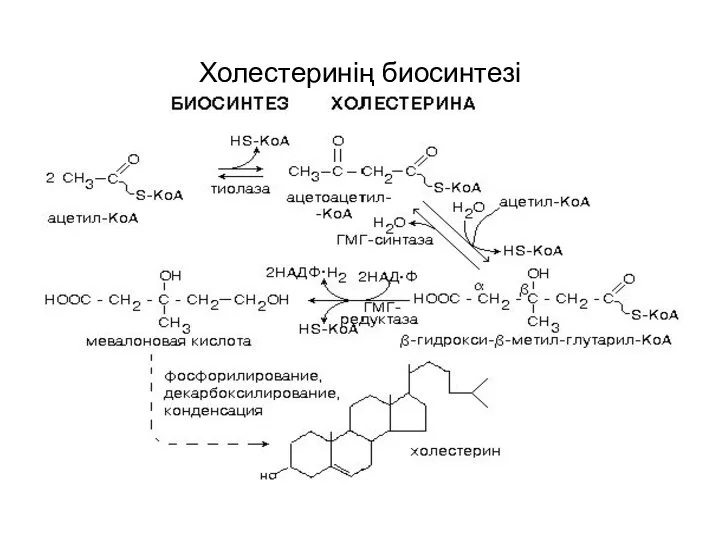 Холестеринің биосинтезі