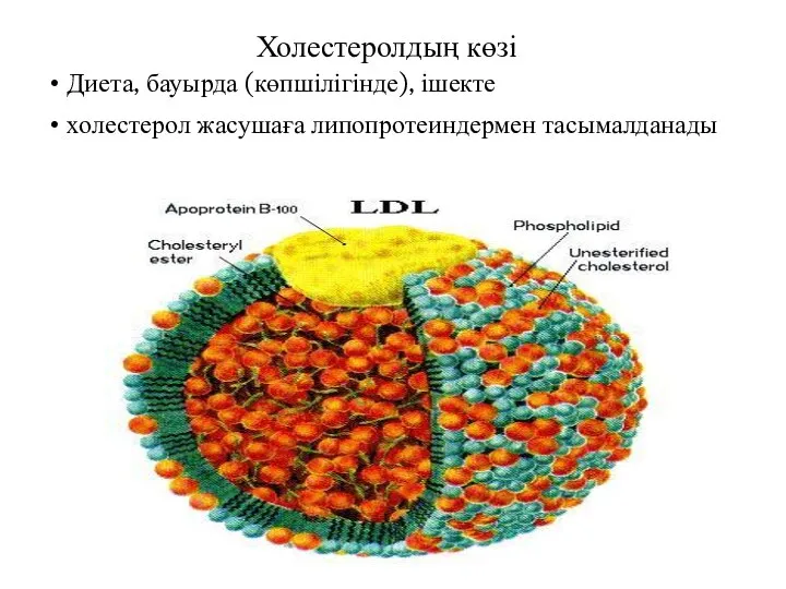 Холестеролдың көзі Диета, бауырда (көпшілігінде), ішекте холестерол жасушаға липопротеиндермен тасымалданады