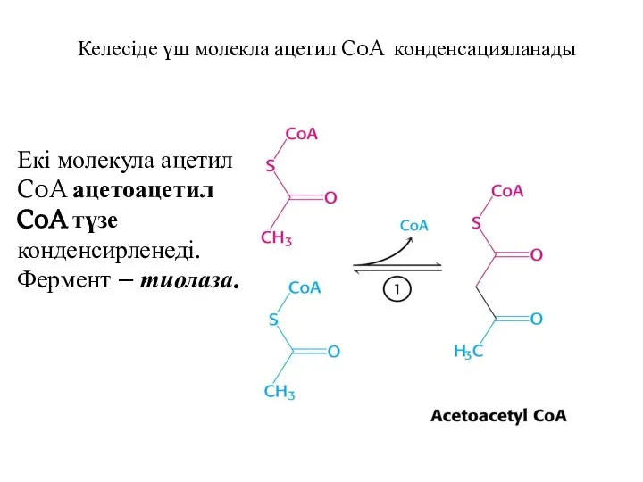 Келесіде үш молекла ацетил CoA конденсацияланады Екі молекула ацетил CoA ацетоацетил