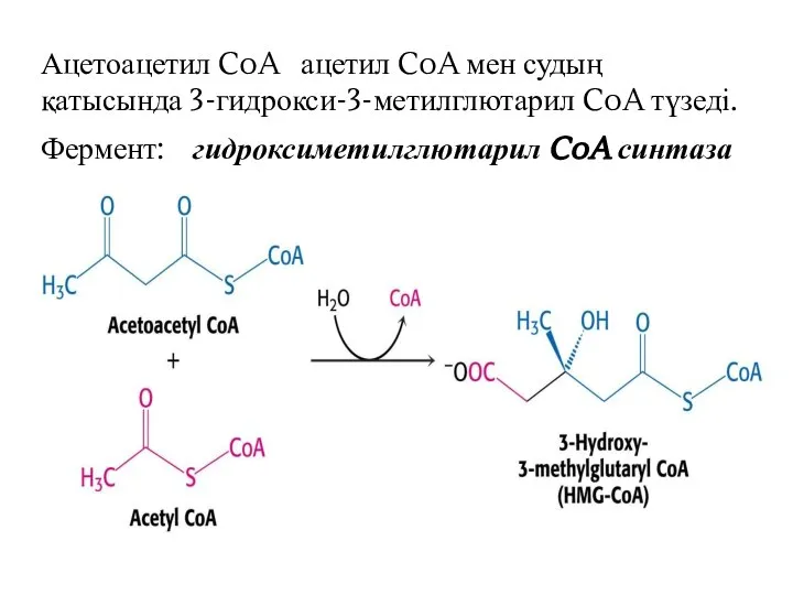 Ацетоацетил CoA ацетил CoA мен судың қатысында 3-гидрокси-3-метилглютарил CoA түзеді. Фермент: гидроксиметилглютарил CoA синтаза