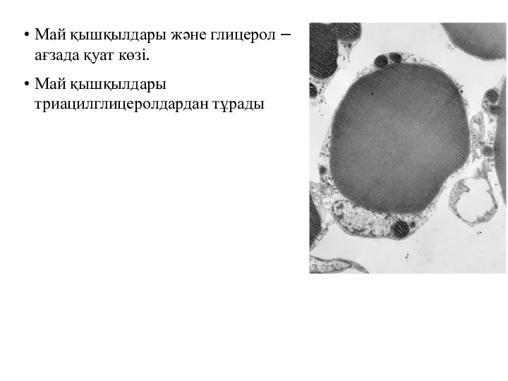 Май қышқылдары және глицерол –ағзада қуат көзі. Май қышқылдары триацилглицеролдардан тұрады