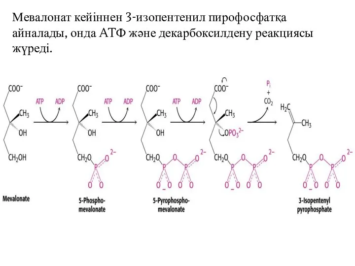 Мевалонат кейіннен 3-изопентенил пирофосфатқа айналады, онда ATФ және декарбоксилдену реакциясы жүреді.