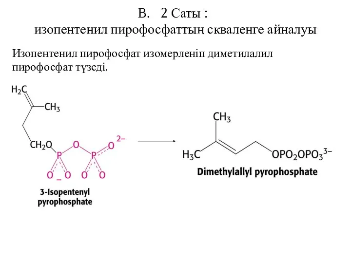 2 Саты : изопентенил пирофосфаттың скваленге айналуы Изопентенил пирофосфат изомерленіп диметилалил пирофосфат түзеді.