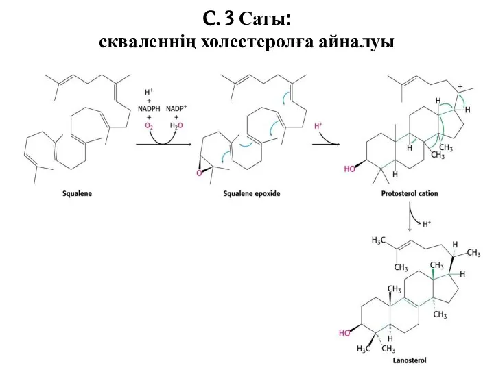 C. 3 Саты: скваленнің холестеролға айналуы