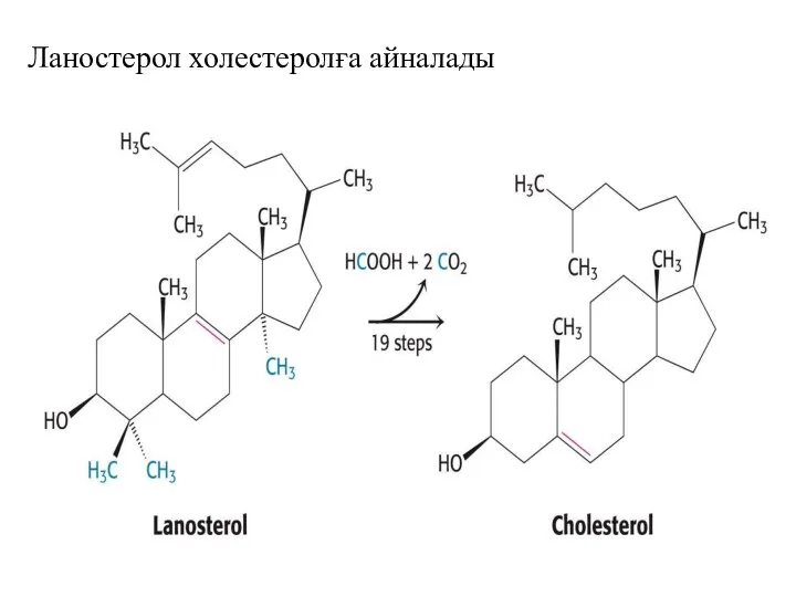 Ланостерол холестеролға айналады