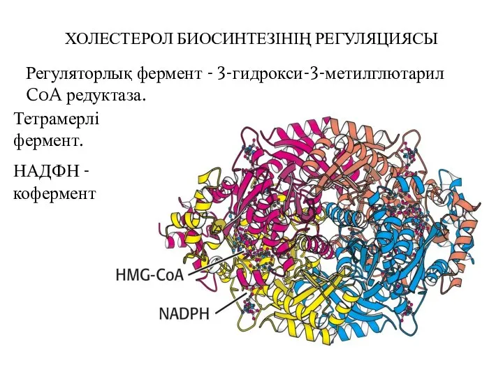 ХОЛЕСТЕРОЛ БИОСИНТЕЗІНІҢ РЕГУЛЯЦИЯСЫ Регуляторлық фермент - 3-гидрокси-3-метилглютарил CoA редуктаза. Тетрамерлі фермент. НАДФН - кофермент