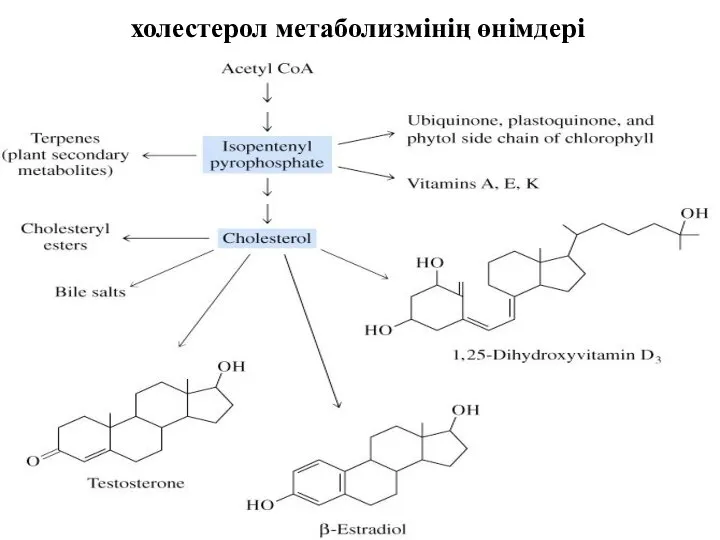 холестерол метаболизмінің өнімдері