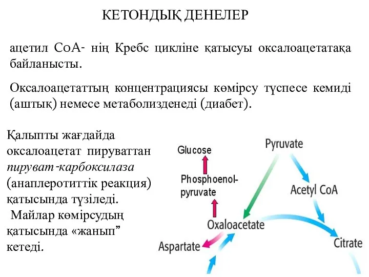 ацетил CoA- нің Кребс цикліне қатысуы оксалоацетатақа байланысты. Оксалоацетаттың концентрациясы көмірсу