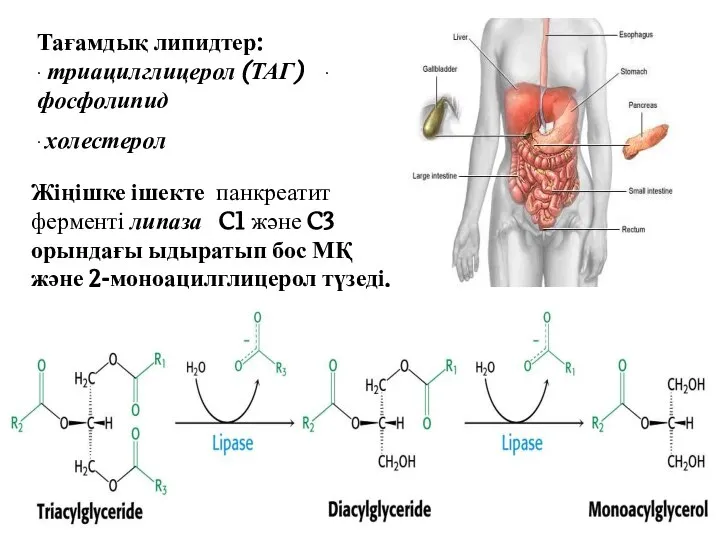 Тағамдық липидтер: ∙ триацилглицерол (ТАГ) ∙ фосфолипид ∙ холестерол Жіңішке ішекте