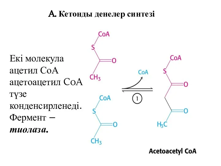 A. Кетонды денелер синтезі Екі молекула ацетил СоА ацетоацетил CoA түзе конденсирленеді. Фермент – тиолаза.