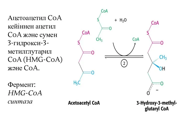 Ацетоацетил CoA кейіннен ацетил CoA және сумен 3-гидрокси-3-метилглутарил CoA (HMG-CoA) және CoA. Фермент: HMG-CoA синтаза