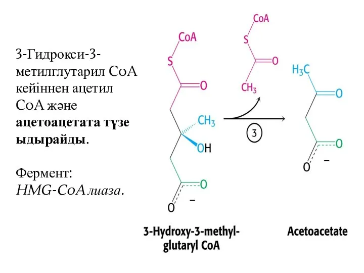 3-Гидрокси-3-метилглутарил CoA кейіннен ацетил CoA және ацетоацетата түзе ыдырайды. Фермент: HMG-CoA лиаза.