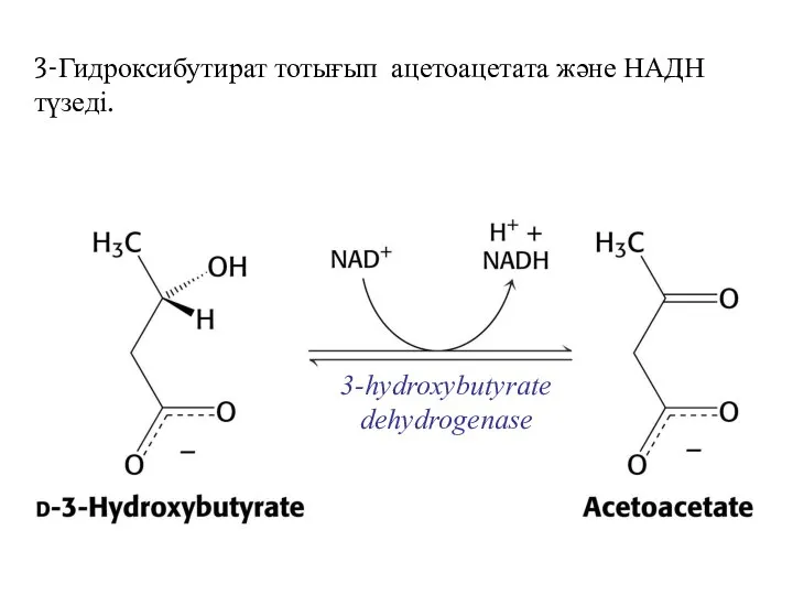 3-Гидроксибутират тотығып ацетоацетата және НАДН түзеді.