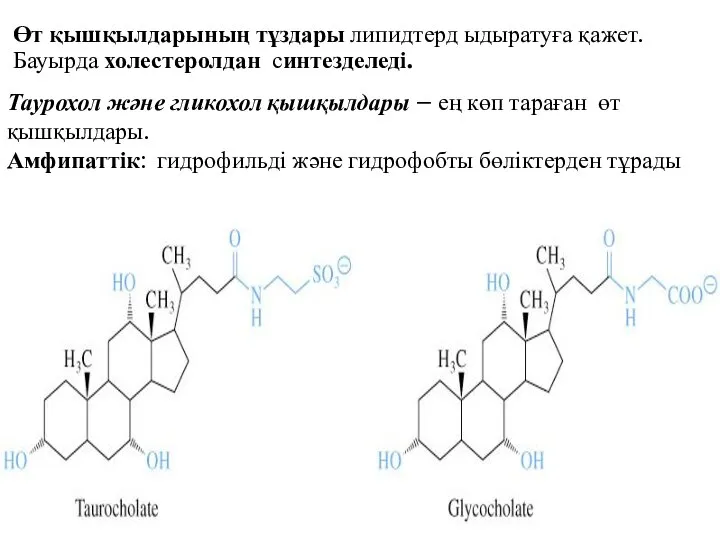 Өт қышқылдарының тұздары липидтерд ыдыратуға қажет. Бауырда холестеролдан синтезделеді. Таурохол және