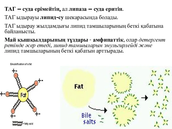 ТАГ – суда ерімейтін, ал липаза – суда еритін. ТАГ ыдырауы