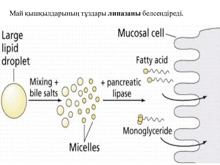 Май қышқылдарының тұздары липазаны белсендіреді.