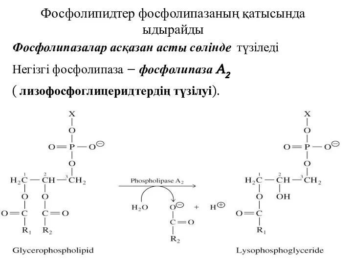 Фосфолипидтер фосфолипазаның қатысында ыдырайды Фосфолипазалар асқазан асты сөлінде түзіледі Негізгі фосфолипаза