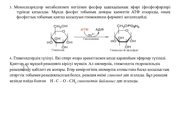 3. Моносахаридтер метаболизмге негізінен фосфор қышқылының эфирі (фосфоэфирлер) түрінде қатысады. Мұнда
