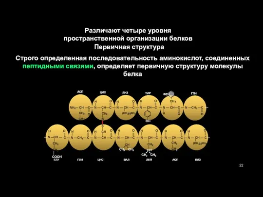 Различают четыре уровня пространственной организации белков Строго определенная последовательность аминокислот, соединенных