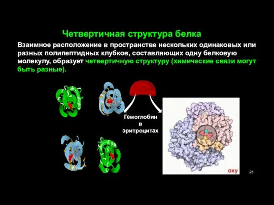 Четвертичная структура белка Взаимное расположение в пространстве нескольких одинаковых или разных