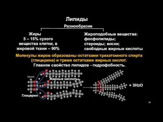 Молекулы жиров образованы остатками трехатомного спирта (глицерина) и тремя остатками жирных