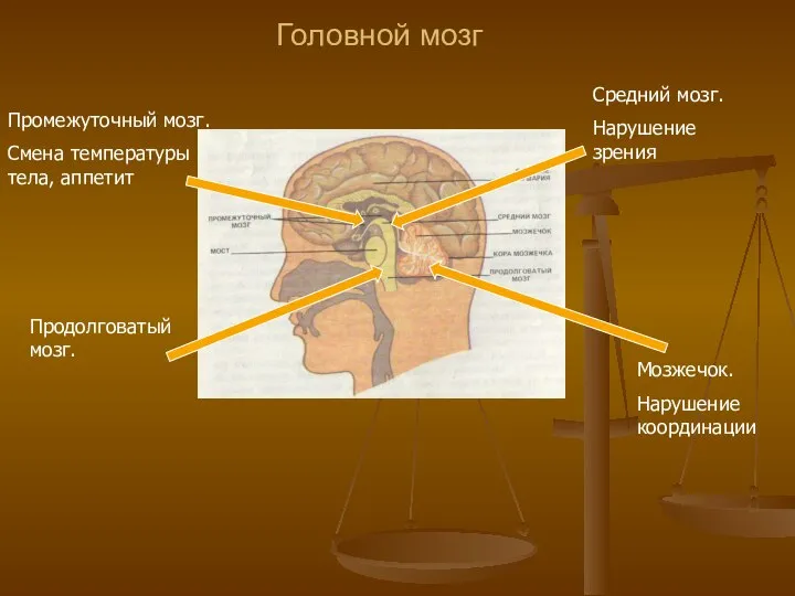 Головной мозг Мозжечок. Нарушение координации Средний мозг. Нарушение зрения Промежуточный мозг.