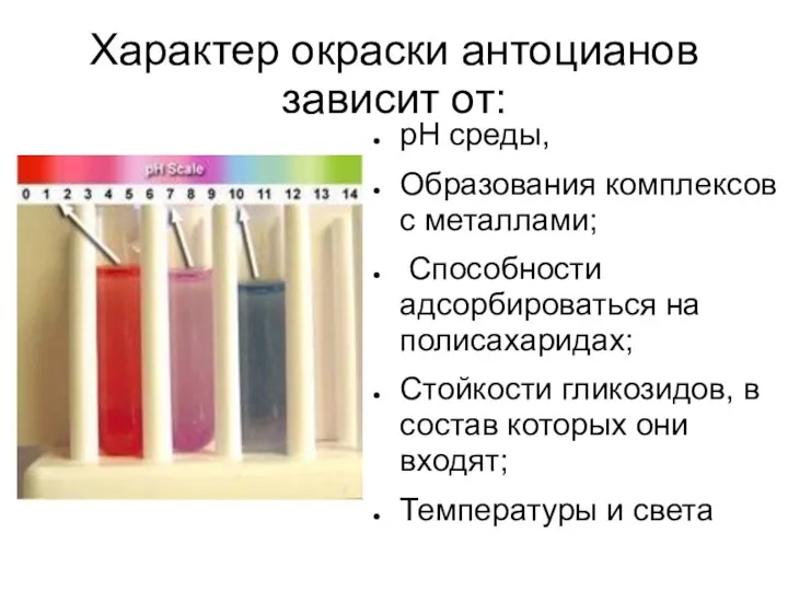 Характер окраски антоцианов зависит от: рН среды, Образования комплексов с металлами;