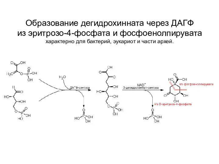 Образование дегидрохинната через ДАГФ из эритрозо-4-фосфата и фосфоенолпирувата характерно для бактерий, эукариот и части архей.