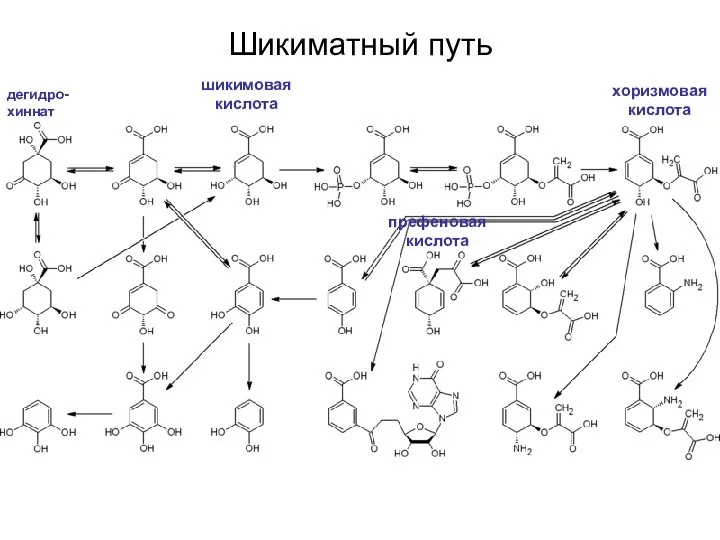 Шикиматный путь дегидро-хиннат хоризмовая кислота шикимовая кислота префеновая кислота