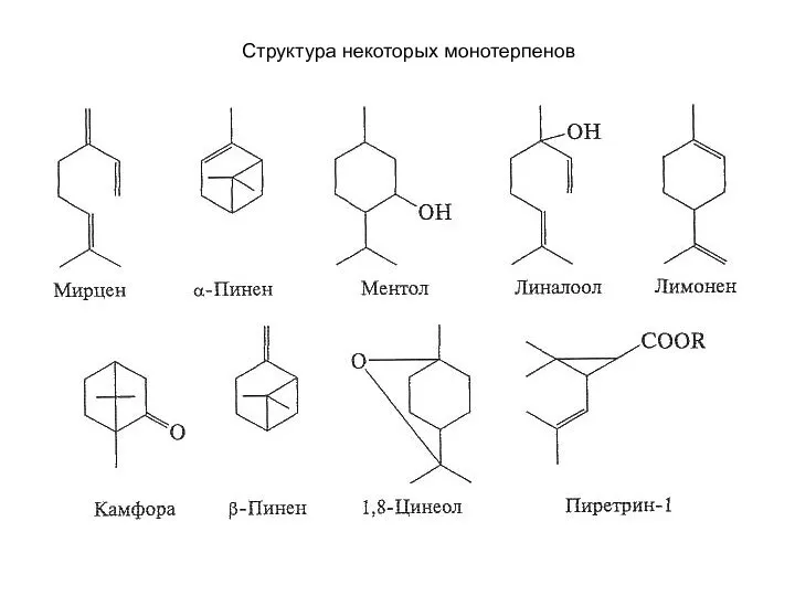 Структура некоторых монотерпенов