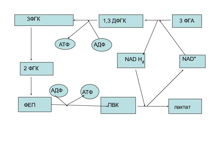 3ФГК 1,3 ДФГК 3 ФГА 2 ФГК ФЕП ПВК лактат АТФ