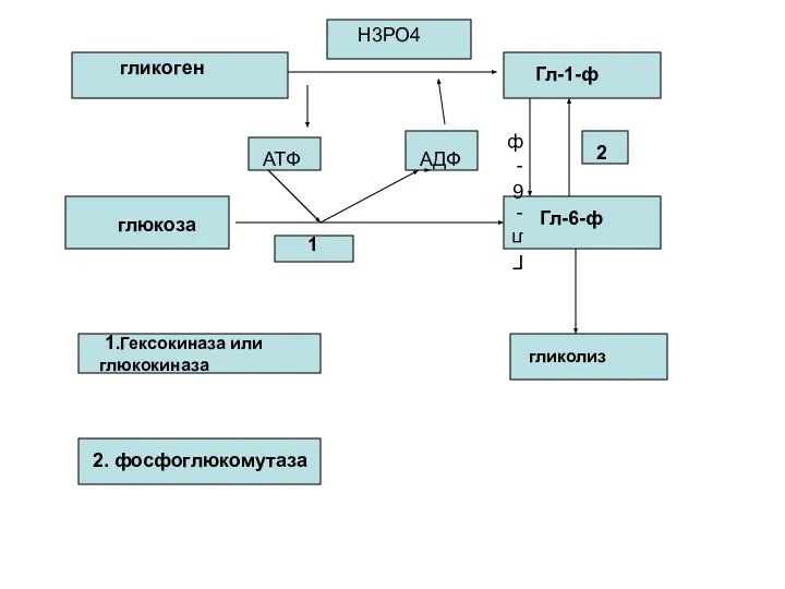 гликоген Н3РО4 Гл-1-ф глюкоза Гл-6-ф Гл-6-ф АТФ АДФ 1 2 1.Гексокиназа или глюкокиназа 2. фосфоглюкомутаза гликолиз