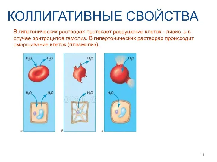 КОЛЛИГАТИВНЫЕ СВОЙСТВА В гипотонических растворах протекает разрушение клеток - лизис, а