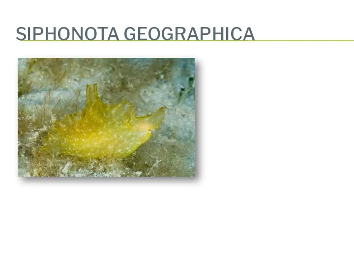 SIPHONOTA GEOGRAPHICA