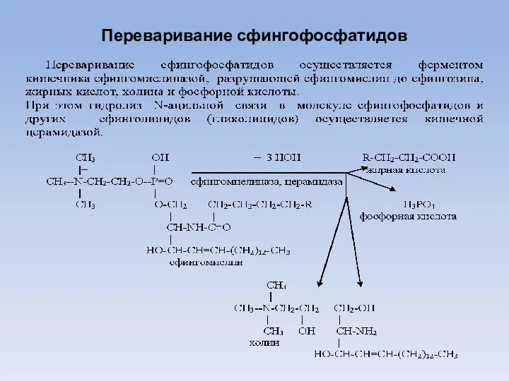 Переваривание сфингофосфатидов