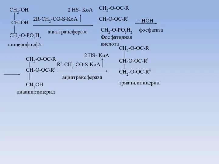 CH2-OH CH-OH CH2-O-PO3H2 глицерофосфат 2R-CH2-CO-S-KoA 2 HS- KoA CH2-O-OC-R CH-O-OC-R\ CH2-O-PO3H2