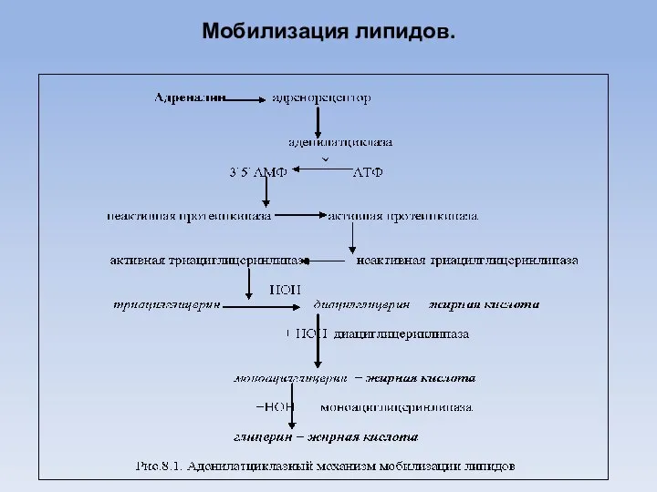 Мобилизация липидов.