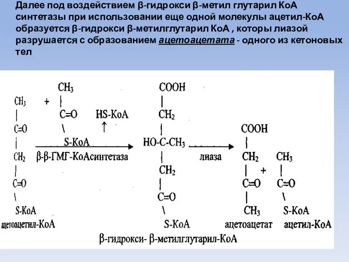 Далее под воздействием β-гидрокси β-метил глутарил КоА синтетазы при использовании еще