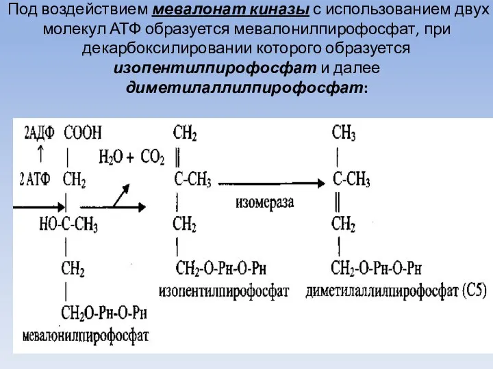Под воздействием мевалонат киназы с использованием двух молекул АТФ образуется мевалонилпирофосфат,