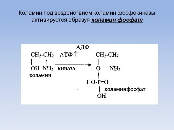 Коламин под воздействием коламин фосфокиназы активируется образуя коламин фосфат